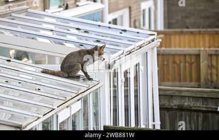 Brighton UK 9 janvier 2024 - un renard urbain ( Vulpes vulpes) s'arrête pour jeter un coup d'oeil sur le toit d'une véranda domestique tôt ce matin à Brighton : Credit Simon Dack / Alamy Live News Banque D'Images