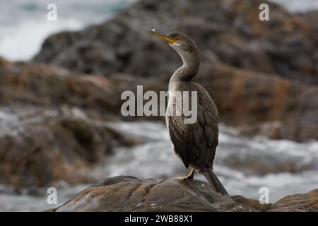 Poil d'Europe immature (Phalacrocorax aristotelis desmaretii) Banque D'Images