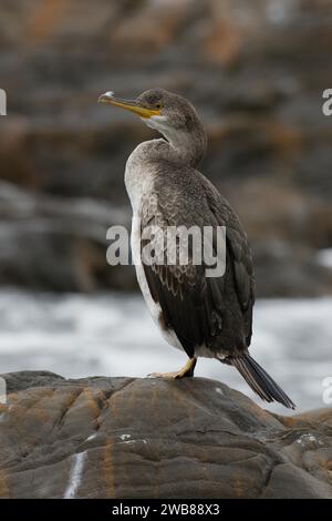 Poil d'Europe immature (Phalacrocorax aristotelis desmaretii) Banque D'Images