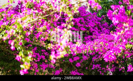 Bougainvillea spectabilis, également connu sous le nom de grands bougainvilliers, est une espèce de plante à fleurs. Banque D'Images