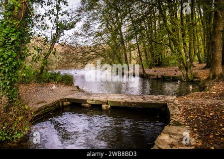 Une petite passerelle au-dessus du Tehidy Stream qui coule dans Tehidy Woods Country Park à Cornwall au Royaume-Uni. Banque D'Images
