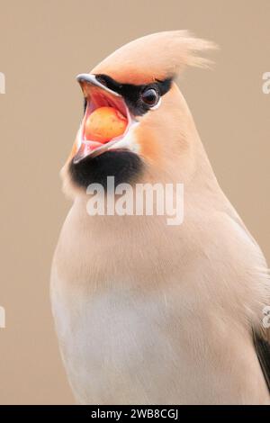 Waxwing festin sur une baie d'orange UK d'ADORABLES images de deux Waxwings dévorant sur des baies d'orange avant qu'ils s'embrassent tendrement ont été capturées en janvier Banque D'Images