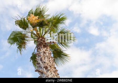 Un palmier en fleurs est sous le ciel bleu par une journée ensoleillée. Washingtonia robusta, connu sous le nom commun de palmier mexicain, washingtonia mexicain, ou sk Banque D'Images