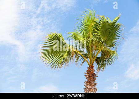 Un palmier est sous le ciel bleu par une journée ensoleillée. Washingtonia robusta, connu sous le nom commun de palmier mexicain, washingtonia mexicain, ou skyduster Banque D'Images