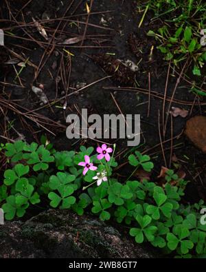 Petites fleurs roses. Plante Evergreen. Banque D'Images