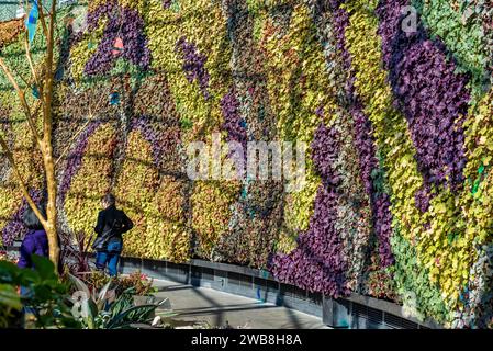 Les jardins verticaux du Calyx dans les jardins botaniques royaux de Sydney, Australie Banque D'Images