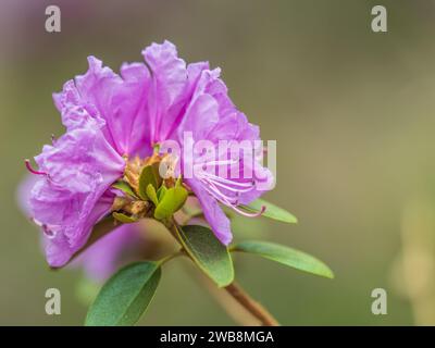 Fleurs roses de l'espace de copie de rhododendron sibérien. Rhododendron dauricum. Floraison printanière du rhododendron de l'Altaï. Plan rapproché de Rhododendron dauricu Banque D'Images