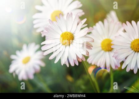 Fleurs printanières blanches sauvages dans la prairie verte brillante du soleil. Banque D'Images