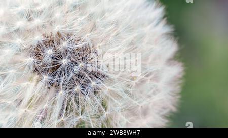 Gros plan de la macro d'ensemencement. Fragilité. Belle fleur Dandelion sur un fond vert flou. Taraxacum Erythrospermum. Banque D'Images