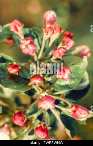 Bourgeons de fleurs de pommier rouges non ouverts, vue de face sur fond flou. Banque D'Images