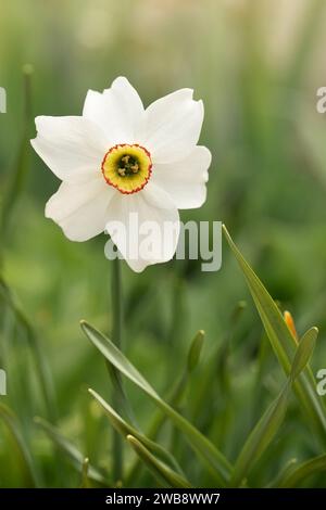 Fleur de jonquille œil de faisan, Poeticus Narcissus, une fleur blanche classique avec une petite et courte coupe jaune. Banque D'Images