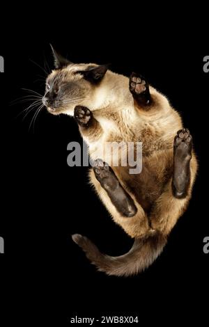 Un chat siamois plisse un œil, frotte amoureusement sa joue contre le verre. Banque D'Images