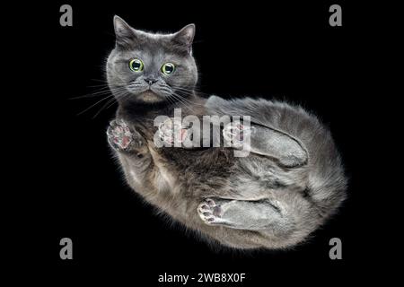 Chaton Shorthair gris britannique sur la table en verre vue de dessous. Fond noir isolé. Banque D'Images