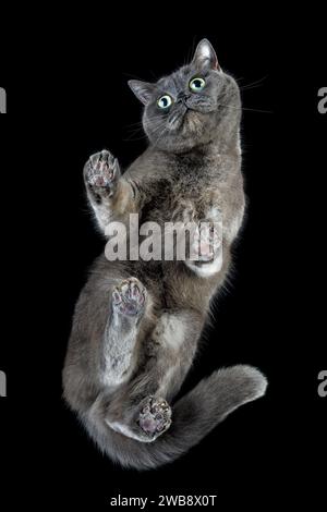 Vue de bas en haut d'un chat gris debout sur un verre transparent regardant vers le bas la caméra. Idée créative, vue inhabituelle. Prise de vue du bas vers le haut jusqu'à la transp Banque D'Images