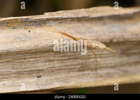 La délicate Ploiaria domestica, un insecte à pattes filetées, s'accroche à une surface en bois, illustrant la diversité de la vie des insectes de Satara. Banque D'Images