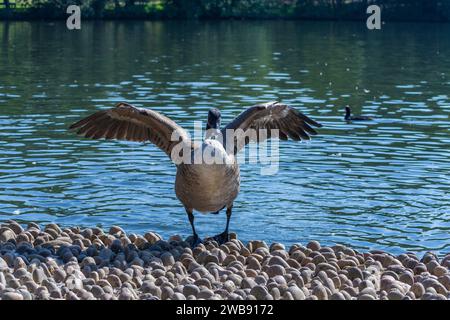 Grovelands Park, Londres, Royaume-Uni - 8 septembre 2014 : Canada Goose debout sur la rive du lac Grovelands Park battant ses ailes. Banque D'Images