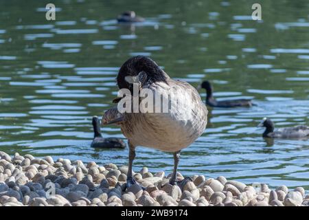 Grovelands Park, Londres, Royaume-Uni - 8 septembre 2014 : une bergerie du Canada préening sur la rive du lac Grovelands Park. Banque D'Images