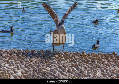 Grovelands Park, Londres, Royaume-Uni - 8 septembre 2014 : Canada Goose debout sur la rive du lac Grovelands Park battant ses ailes. Banque D'Images