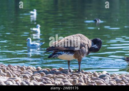 Grovelands Park, Londres, Royaume-Uni - 8 septembre 2014 : une bergerie du Canada préening sur la rive du lac Grovelands Park. Banque D'Images