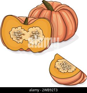 Citrouilles roses entières et hachées ou courge de poupée de porcelaine. Courge d'hiver. Cucurbita maxima. Légumes. Clipart. Illustration vectorielle isolée. Illustration de Vecteur