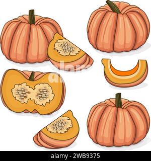 Ensemble de citrouilles roses ou de courge de poupée de porcelaine. Courge d'hiver. Cucurbita maxima. Fruits et légumes. Clipart. Illustration vectorielle isolée. Illustration de Vecteur