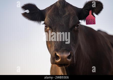 Vaches dans les champs, pâturant sur l'herbe et le pâturage en Australie, dans un ranch agricole. Bétail mangeant du foin et de l'ensilage. Les races incluent parc tacheté, gris Murray, Banque D'Images