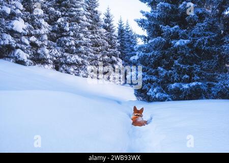 Red Corgi Pembroke chien marche dans la forêt profonde d'épinettes de neige fraîche dans les montagnes en hiver Banque D'Images