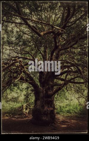 Arbre d'if à l'aspect effrayant avec des branches rongnantes et tordues avec effet grunge dans l'ancienne forêt d'if de Kingley Vale. West Sussex, Angleterre. Banque D'Images