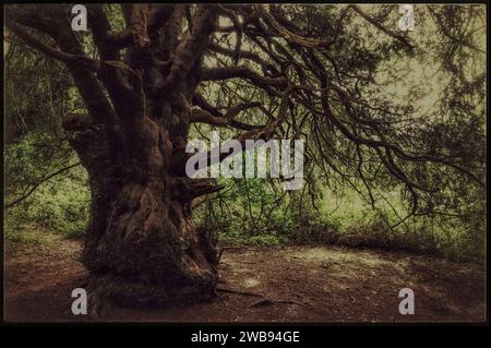 Arbre d'if à l'aspect effrayant avec des branches rongnantes et tordues avec effet grunge dans l'ancienne forêt d'if de Kingley Vale. West Sussex, Angleterre. Banque D'Images