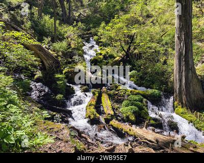 Un ruisseau paisible serpentant à travers une forêt luxuriante et verdoyante entourée d'une variété d'arbres, d'arbustes et d'autres espaces verts Banque D'Images