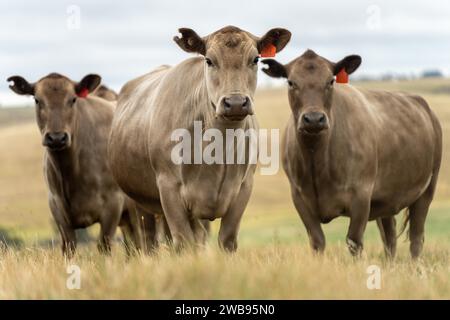 Vaches dans les champs, pâturant sur l'herbe et le pâturage en Australie, dans un ranch agricole. Bétail mangeant du foin et de l'ensilage. Les races incluent parc tacheté, gris Murray, Banque D'Images