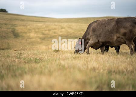 Vaches dans les champs, pâturant sur l'herbe et le pâturage en Australie, dans un ranch agricole. Bétail mangeant du foin et de l'ensilage. Les races incluent parc tacheté, gris Murray, Banque D'Images