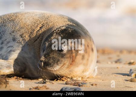 Phoque gris ou phoque gris, Halichoerus grypus, gros plan d'un bébé phoque célibataire couché sur une plage de sable, Norfolk, Angleterre, Royaume-Uni Banque D'Images