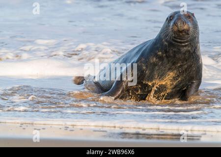 Phoque gris ou phoque gris, Halichoerus grypus, mâle adulte célibataire, phoque taureau, couché en eau peu profonde, Norfolk, Angleterre, Royaume-Uni Banque D'Images