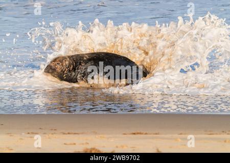 Phoque gris ou phoque gris, Halichoerus grypus, taureau mâle adulte seul couché dans des eaux peu profondes avec une vague de rupture, Norfolk, Angleterre, Royaume-Uni Banque D'Images