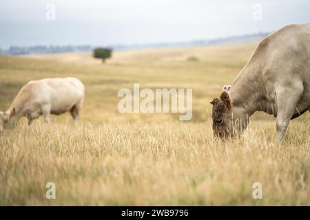 Vaches dans les champs, pâturant sur l'herbe et le pâturage en Australie, dans un ranch agricole. Bétail mangeant du foin et de l'ensilage. Les races incluent parc tacheté, gris Murray, Banque D'Images