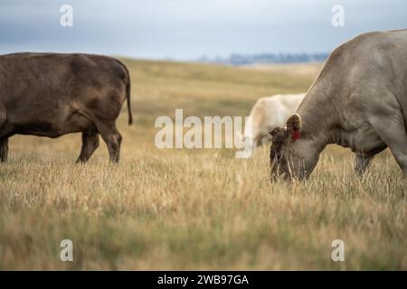 Vaches dans les champs, pâturant sur l'herbe et le pâturage en Australie, dans un ranch agricole. Bétail mangeant du foin et de l'ensilage. Les races incluent parc tacheté, gris Murray, Banque D'Images