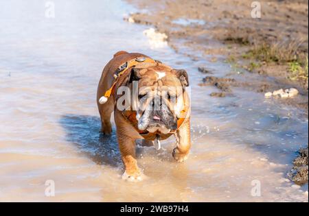 Funny Red English Bulldog est sorti pour une promenade en courant dans une flaque d'eau un jour de printemps Banque D'Images