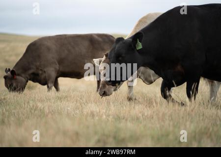 Vaches dans les champs, pâturant sur l'herbe et le pâturage en Australie, dans un ranch agricole. Bétail mangeant du foin et de l'ensilage. Les races incluent parc tacheté, gris Murray, Banque D'Images