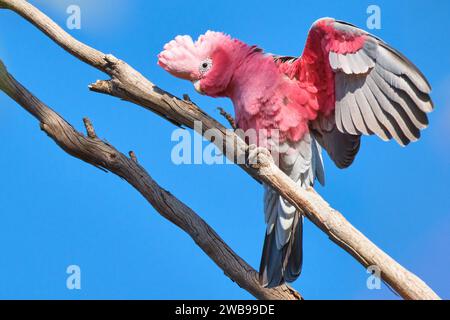 Un mâle Galah, Eolophus roseicapilla, un cacatoès australien rose et gris sur une branche avec des ailes déployées et la crête vers le haut, regardant la caméra. Banque D'Images