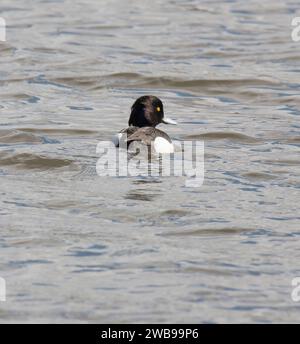 CANARD TOUFFETÉ Aythya fuligula mâle dans l'eau Banque D'Images