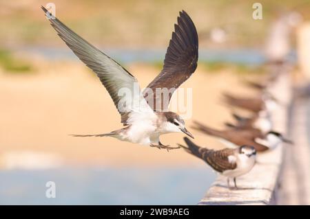 Un jeune Tern bridé, Onychoprion anaethetus, avec des ailes déployées, arrive à terre à Penguin Island, Perth, Australie occidentale. Banque D'Images