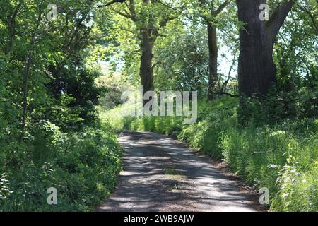 Ruelle de campagne en été entourée d'arbres et de feuillage luxuriant Banque D'Images