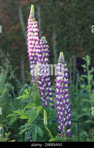 Groupe de lupins violets et blancs, dans un jardin au soleil Banque D'Images