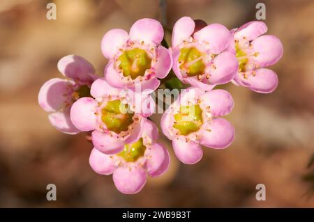 Une fleur de cire australienne indigène, variété de Chamelaucium, avec des pétales roses et blancs et des centres verts, couramment utilisée dans l'industrie des fleurs coupées. Banque D'Images