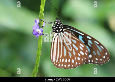 Milkweed à pois bleus ou papillon tigre bleu, un beau papillon coloré reposant sur les fleurs bleues dans le jardin Banque D'Images