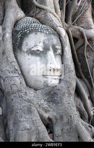 Tête de bouddha sculpture dans Ayutthaya, Thaïlande. Les racines des arbres monument. Banque D'Images