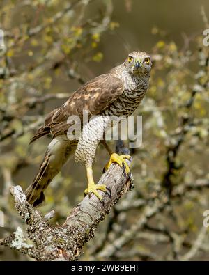Autour des palombes Banque D'Images