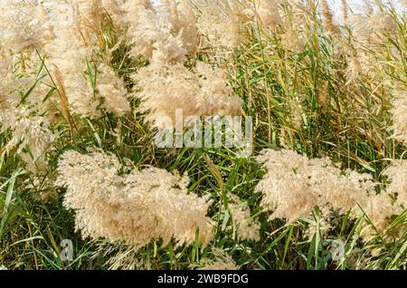 Pampas herbe avec des fleurs, bordées le long des rives de la lagune Al Laraana au Qatar Banque D'Images