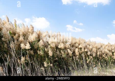 Pampas herbe avec des fleurs, bordées le long des rives de la lagune Al Laraana au Qatar Banque D'Images